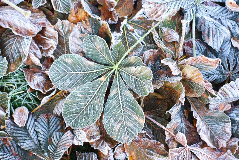 Feuilles de chute de hippocastanum de marrons d'Inde ou d'Aesculus image libre de droits Feuilles de chute de hippocastanum de marrons d'Inde ou d'Aesculus image libre de droits