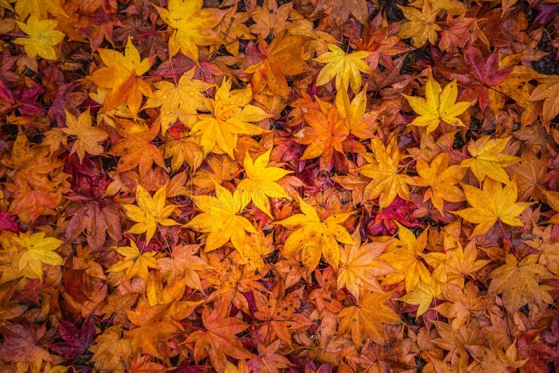 Feuilles de chute indiquant le changement saisonnier photos libres de droits Feuilles de chute indiquant le changement saisonnier photos libres de droits