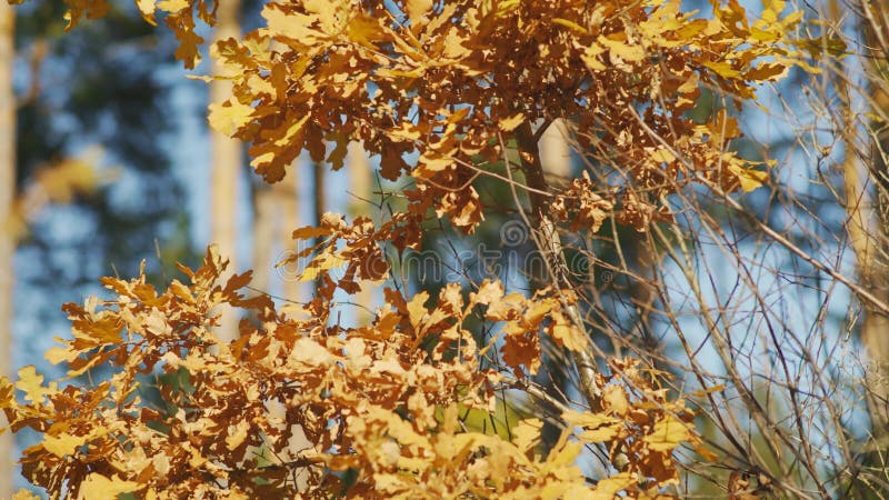 Feuilles de chêne couleur automne sec sur des branches minces soleil brille pour flouer de grands conifères dans arrière-plan camé