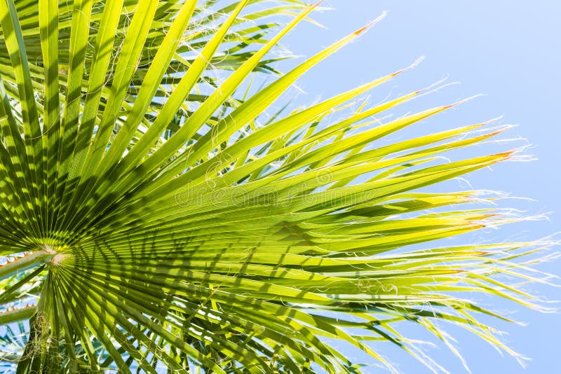 Feuilles de filifera de Washingtonia de palmier de fan photo libre de droits Feuilles de filifera de Washingtonia de palmier de fan photo libre de droits