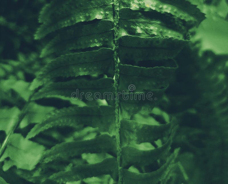 Feuilles de fougères. Filtre discret. Peut être utilisé comme fond. Humeur sombre. Focus sélectif