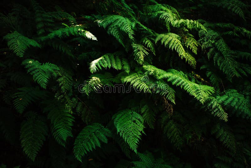 Feuilles de foune sur fond sombre dans la forêt de Madère Forêt sombre avec fougères Beau décor vert photographie stock
