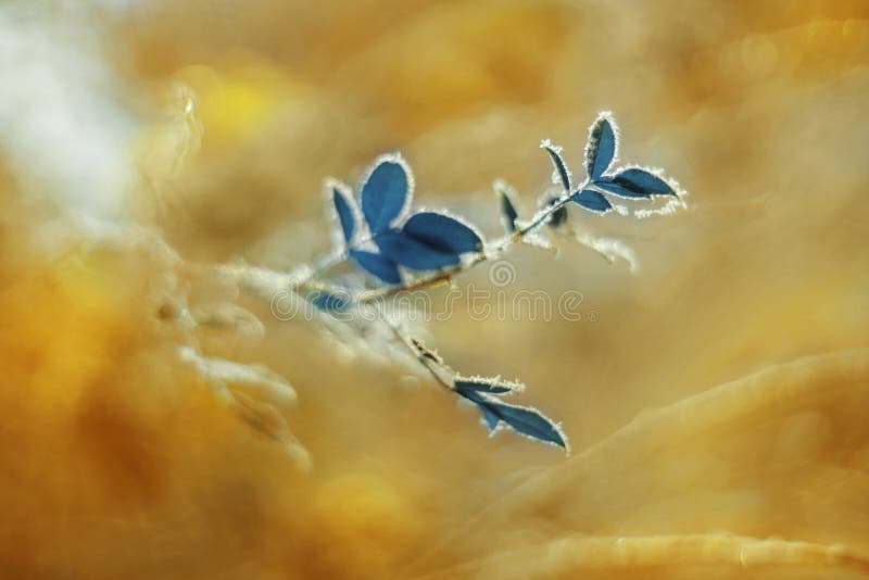 Feuilles de framboise dans le bleu photographie stock Feuilles de framboise dans le bleu photographie stock