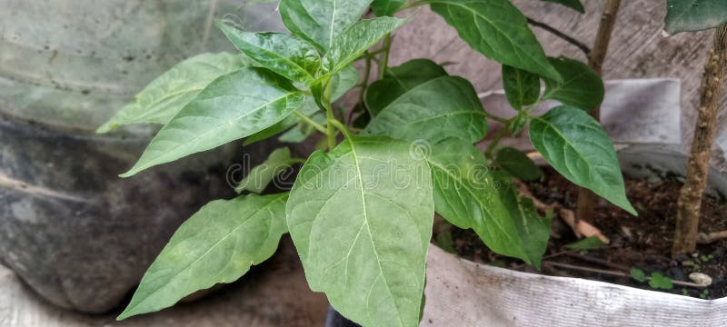 Feuilles de piment vert d'un angle latéral étonnant plan de closeup photo stock