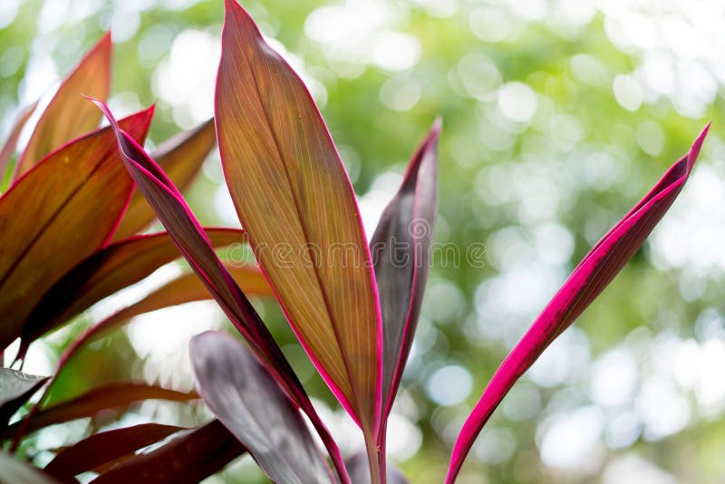 Feuilles De Pourpre Et De Rose D'une Plante Tropicale Dans Un Jardin,  Colorées Image stock - Image du lame, rouge: 111192085