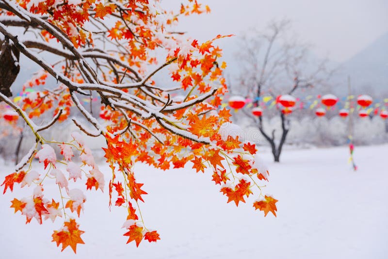 Feuilles de rouge dans la neige photos stock Feuilles de rouge dans la neige photos stock