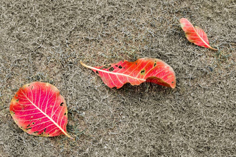 Feuilles de rouge et de jaune sur le gazon images libres de droits Feuilles de rouge et de jaune sur le gazon images libres de droits