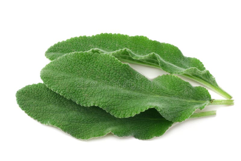 Feuilles de sauge d'isolement sur le fond blanc lames de vert images stock Feuilles de sauge d'isolement sur le fond blanc lames de vert images stock