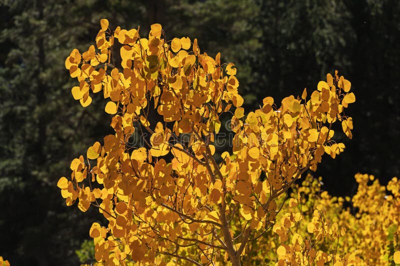 Feuilles de tremble d'automne jaune vif avec pins vert foncé derrière photos libres de droits