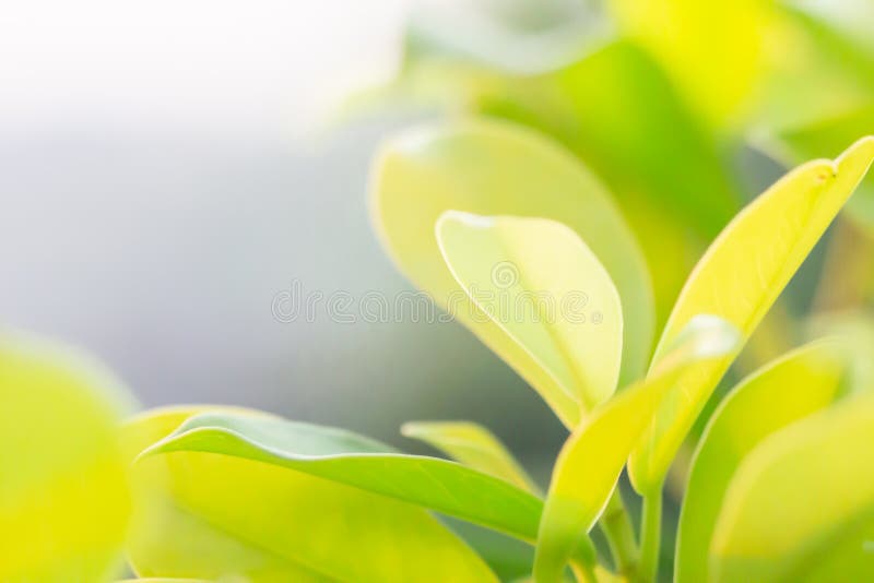 Feuilles de trèfle pour le fond vert avec les oxalidex petite oseille trois-leaved photos libres de droits Feuilles de trèfle pour le fond vert avec les oxalidex petite oseille trois-leaved photos libres de droits