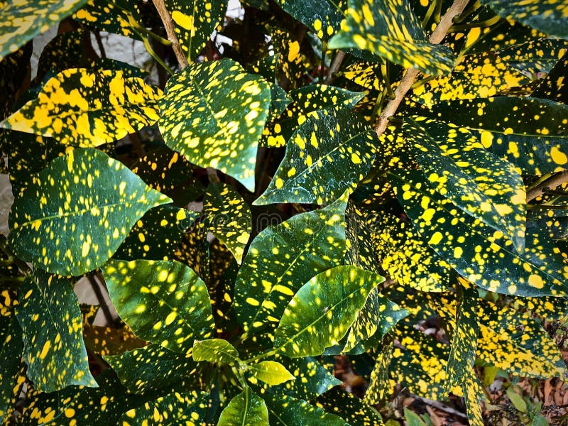 Feuilles De Vert Avec Les Taches Jaunes Image stock Image du feuillage, japon 108753823