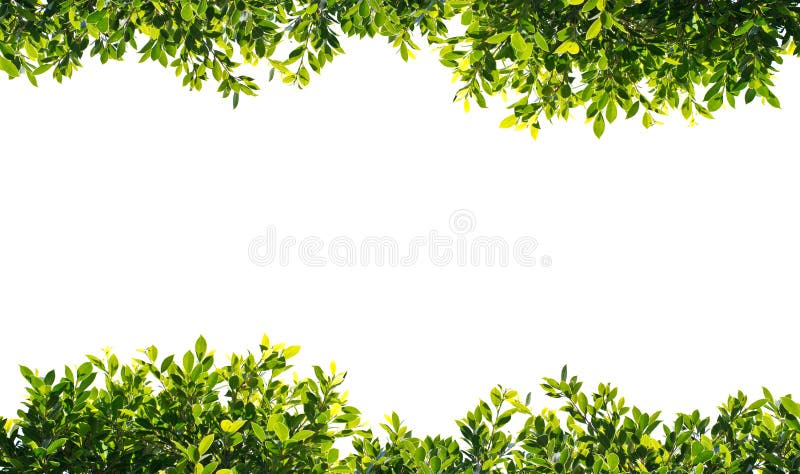 Banyan green leaves isolated on white background. Banyan green leaves isolated on white background