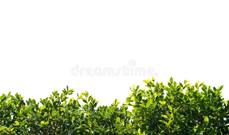 Banyan green leaves isolated on white background. Banyan green leaves isolated on white background