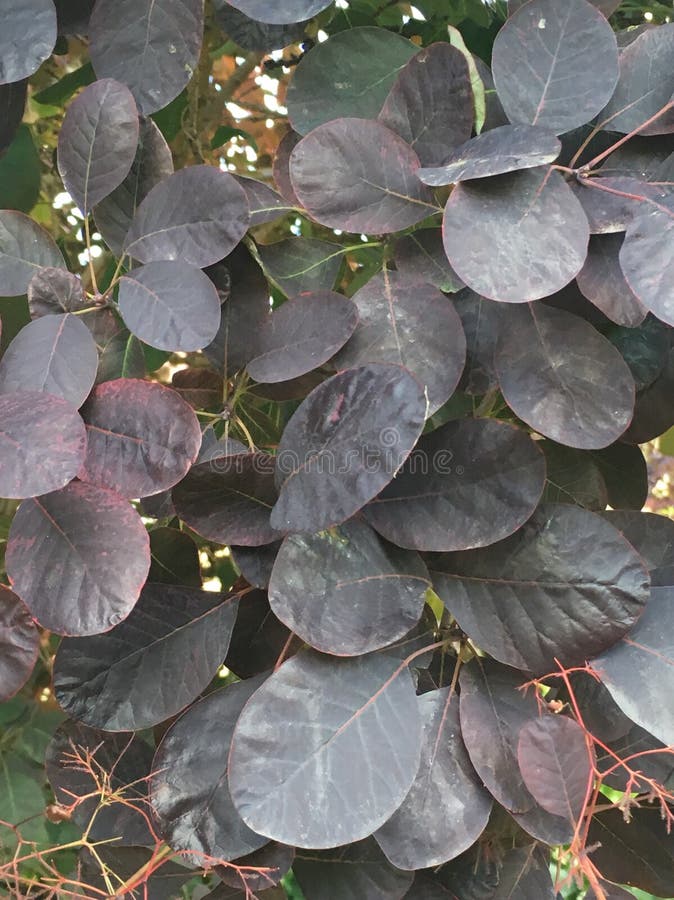 Feuilles denses de Smokebush après pluie avec le bourgeon floral photo libre de droits Feuilles denses de Smokebush après pluie avec le bourgeon floral photo libre de droits