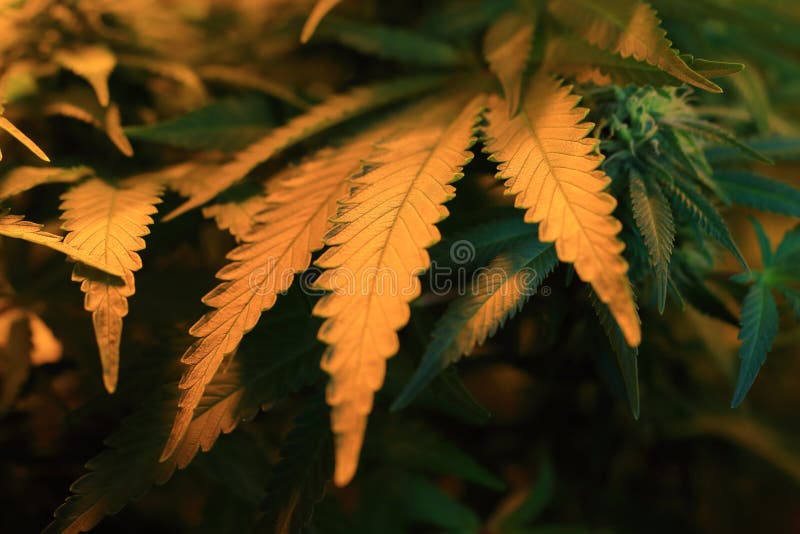Feuilles des cannabis photographie stock libre de droits Feuilles des cannabis photographie stock libre de droits