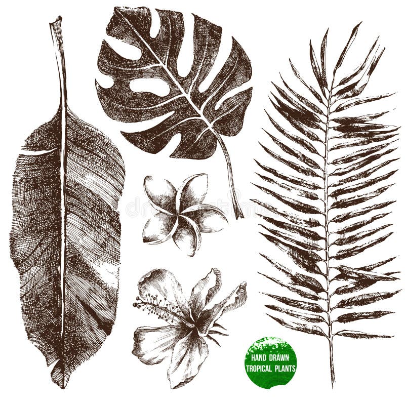 Feuilles et fleurs tropicales tirées par la main illustration stock Feuilles et fleurs tropicales tirées par la main illustration stock