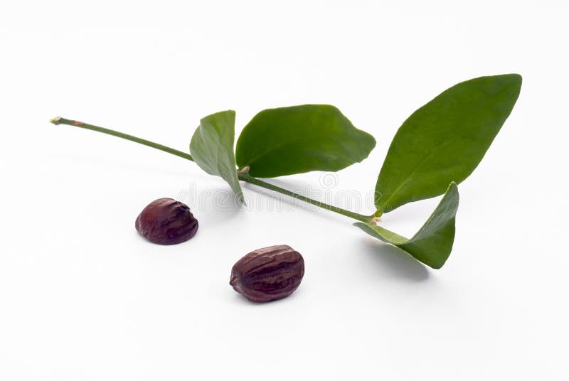 Feuilles et graines de jojoba (Simmondsia chinensis) photos stock Feuilles et graines de jojoba (Simmondsia chinensis) photos stock