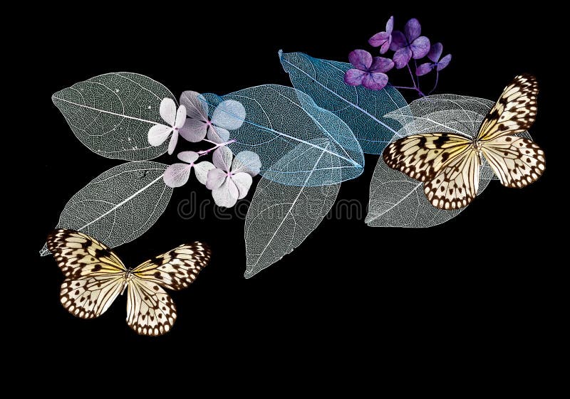 Feuilles et papillons de dentelle sur le fond noir photo stock Feuilles et papillons de dentelle sur le fond noir photo stock
