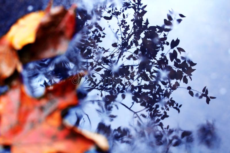 Feuilles et réflexion image libre de droits Feuilles et réflexion image libre de droits