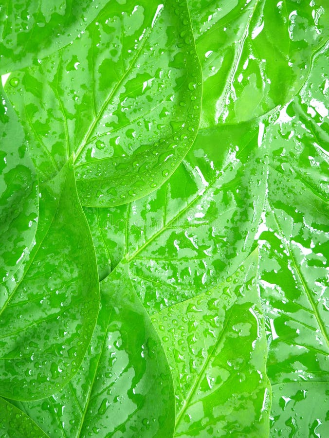 Feuilles fraîches avec gouttes de pluie. contexte abstrait. texture organique. Feuilles fraîches gouttes de pluie abstrait fond texture organique nature proche haut de la vue eau douce jeunes feuilles