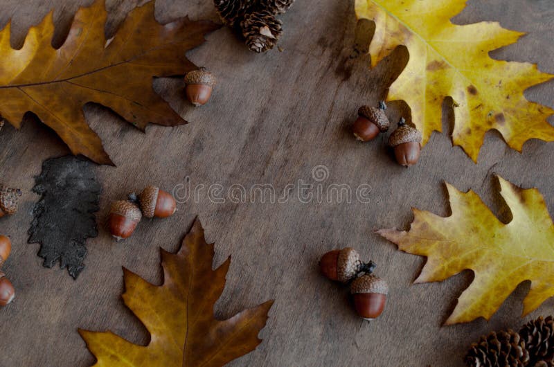 Feuilles jaunes et brunes avec des glandes photos libres de droits Feuilles jaunes et brunes avec des glandes photos libres de droits