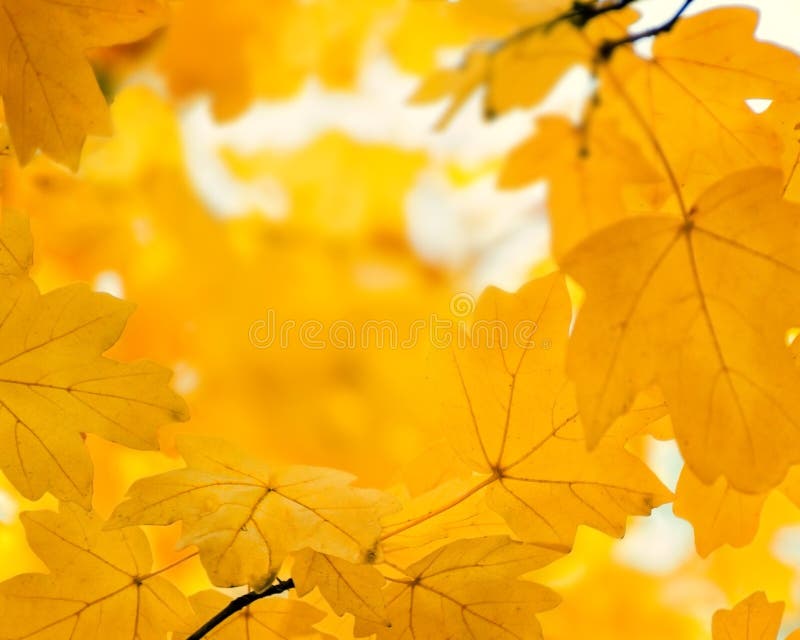 Feuilles oranges Defocused d'érable, fond d'or brouillé d'automne images stock Feuilles oranges Defocused d'érable, fond d'or brouillé d'automne images stock
