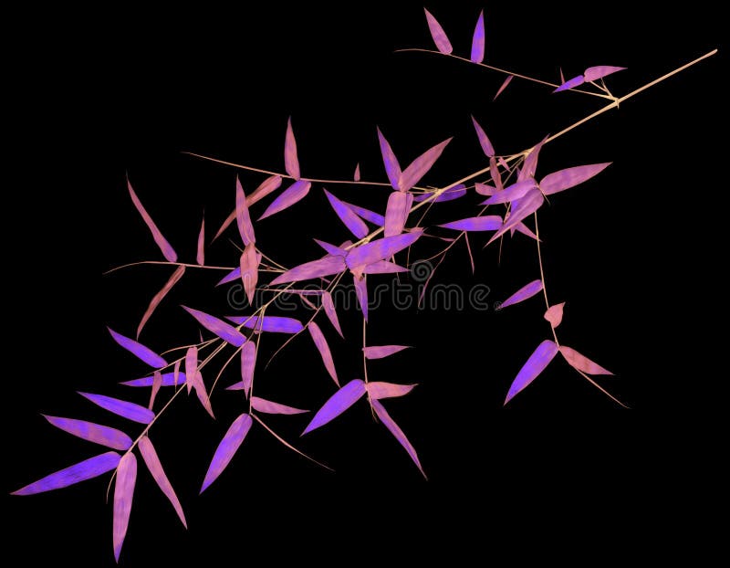 Feuilles peu communes de bambou d'isolement sur le noir photos stock Feuilles peu communes de bambou d'isolement sur le noir photos stock