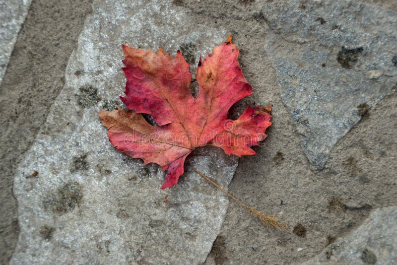 Feuilles rouges automnales de vigne photographie stock libre de droits Feuilles rouges automnales de vigne photographie stock libre de droits