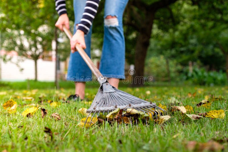 Feuilles tombées dans le jardin. Une jardinière nettoie la pelouse des feuilles dans le jardin. Femme debout avec un râteau. Sa images libres de droits