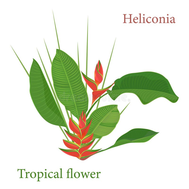Feuilles Tropicales De Fleur De Heliconia De Branche Dessin