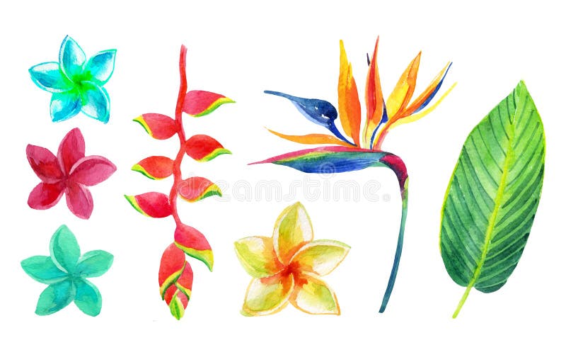 Feuilles tropicales et fleurs réglées illustration libre de droits Feuilles tropicales et fleurs réglées illustration libre de droits