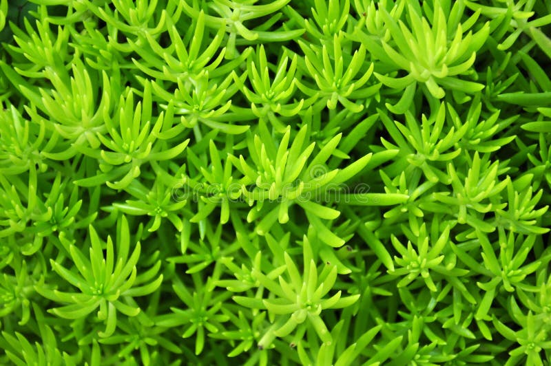 Feuilles vertes de succulent images libres de droits Feuilles vertes de succulent images libres de droits