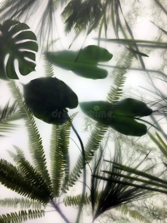 Composition of green leaves and moss behind frosted translucent glass, muar fog effect. Composition of green leaves and moss behind frosted translucent glass, muar fog effect.