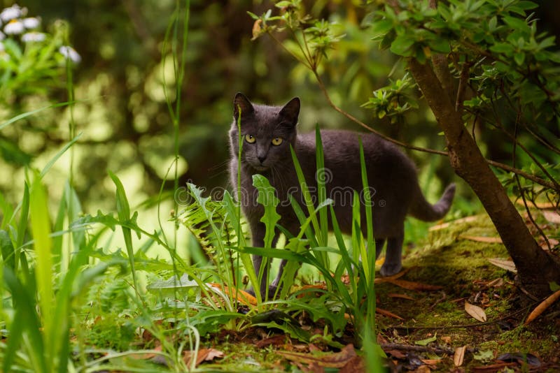 Feuilles Vertes Et Jaunes Sur Un Tronc Darbre Chat Gris