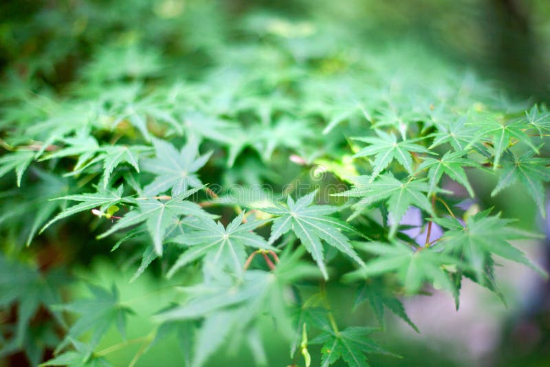 Feuilles vertes fraîches de buisson de marijuana d'herbe dans le macro de bokeh brouillé par textures de fond de jardin ou de cha photos stock Feuilles vertes fraîches de buisson de marijuana d'herbe dans le macro de bokeh brouillé par textures de fond de jardin ou de cha photos stock