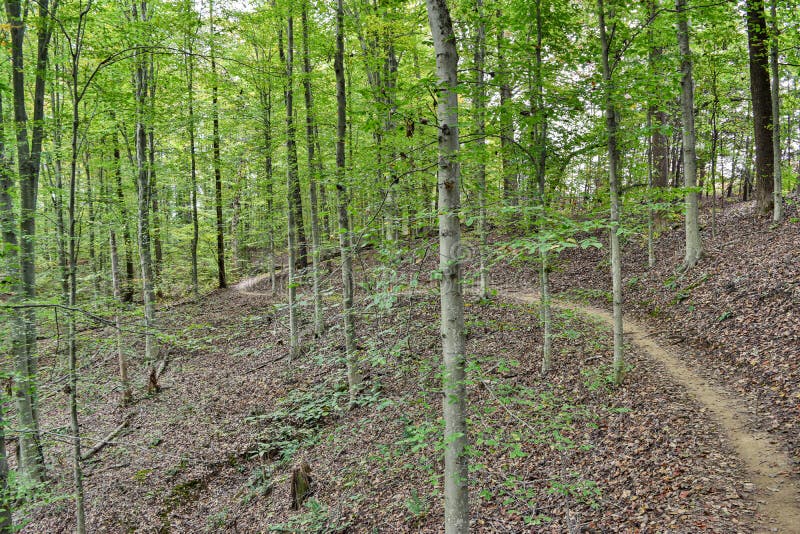 Feuilles vertes le jour de l'automne. Randonnée pédestre dans la forêt de jeunes hêtres à Charlottesville Virginia, crique, automne, feuilles, arbres, preddy, albemarle, trekking, vélo, cheval, multi-usage, exploration, aventure, plein air, bois, vert, chemin, feuilles, feuillus, tranquille, feuillage, environnement, tronc, scène, rural, jour, personne, nature, paysage, sinueux, fagus, grandifoliaire a, chemin, automne, fond, lumière, paysage, sentier, saison, randonnée, marche, panorama