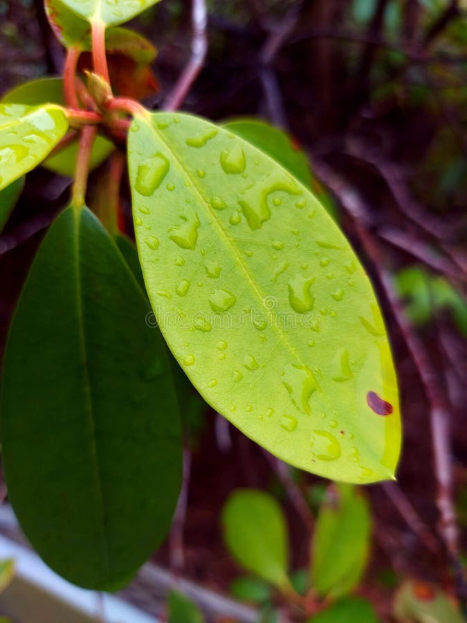 Feuilles vertes rapprochées avec gouttes de pluie image stock