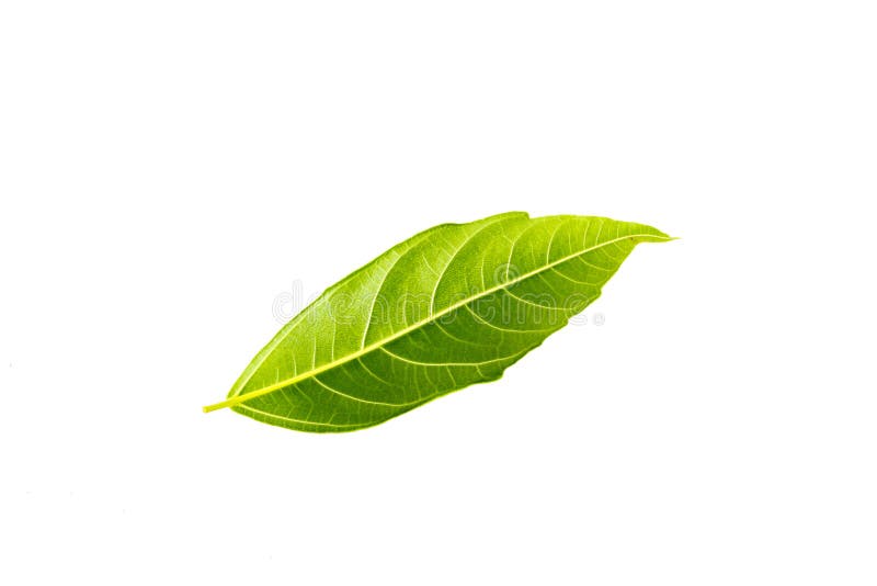 Feuilles vertes sur les milieux blancs photos stock Feuilles vertes sur les milieux blancs photos stock