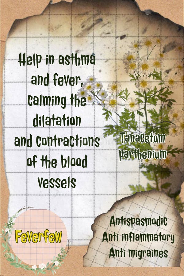 Feverfew Herbalist Notebook Page Idea Stock Image Image of notebook