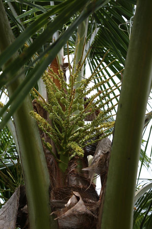 Coconut flowers. stock image. Image of coconut, fruit 32981735