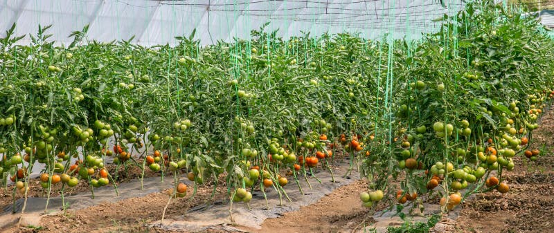 A few lines of tomatoes plants in the hothouse