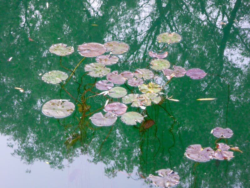 Few lotus Leaf floating on the water royalty free stock photos Few lotus Leaf floating on the water royalty free stock photos