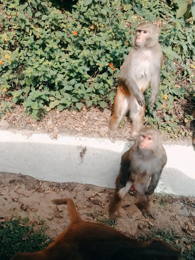 Monkeys watching at same direction stock images Monkeys watching at same direction stock images
