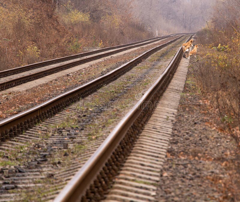 Dogs on railroad tracks stock photo. Image of walking 61134634