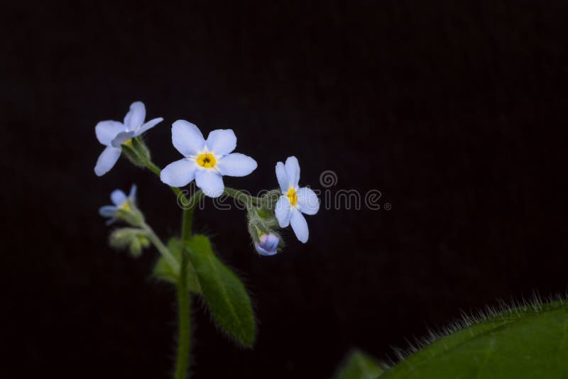 Tender blue forget me not flowers on black background stock image