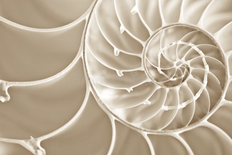 Fibbonachi Spiral in Nautilus Shell