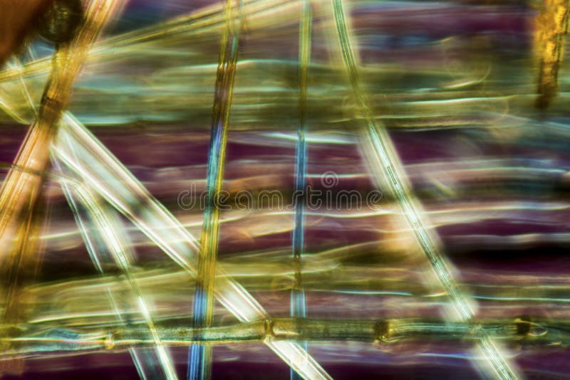 Fibers of sycamore fruit ball make a colorful abstract micrograph. royalty free stock photography Fibers of sycamore fruit ball make a colorful abstract micrograph. royalty free stock photography