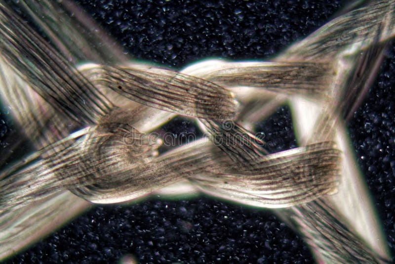 Fibras de nylon sob o microscópio e na luz polarizada