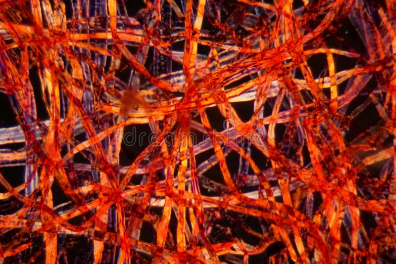 Fibras plásticas vermelhas sob o microscópio