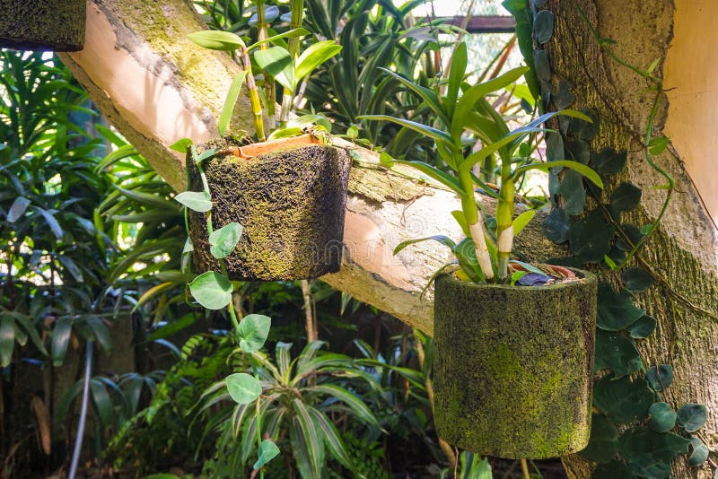 Materiale Nidificazione Fibra Di Cocco - Lettiera Naturale Per Uccelli E Piccoli Animali Domestici - Foto 7